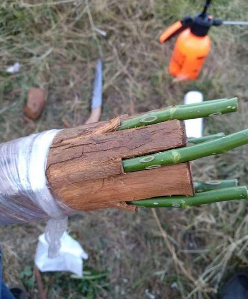 月季嫁接最佳树桩：如何挑选树桩才能嫁接出完美造型