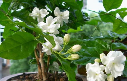 茉莉水浇多了怎么办？如何挽救爱花