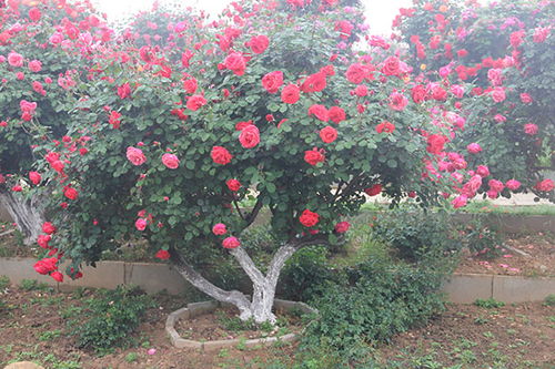 南阳月季种植基地简介