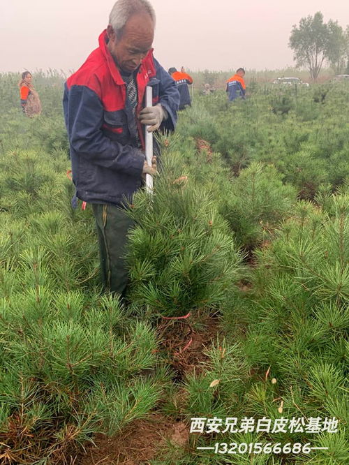 白皮松的科研价值
