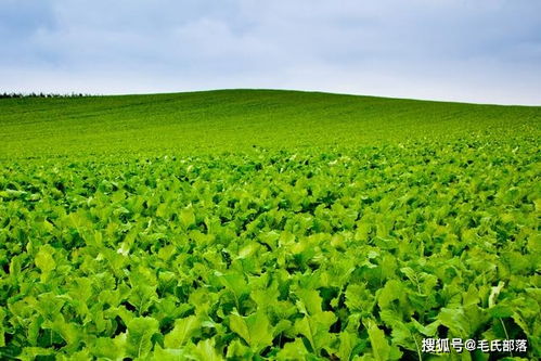 我国有机蔬菜种植技术与管理方案下有机种植现状如何，未来发展前景如何？
