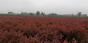 红叶石楠球：火红一片， 生机盎然