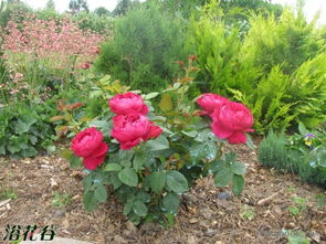 先说说咱们来聊聊雅士谷月季。