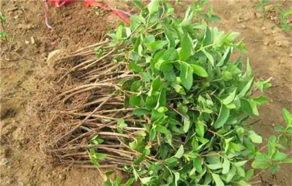 种植的具体步骤