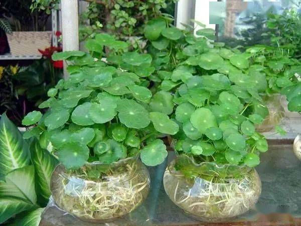 蟹爪兰施肥指南：鸡蛋壳能否成为您的植物营养宝？