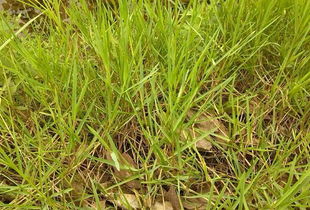 抗性稻稗：让农民头疼的“恶霸”