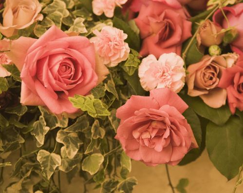 玫瑰花直接插泥土里和玫瑰花束插土里嫩否存活并开花？