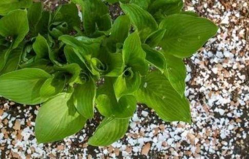 君子兰长期使用鸡蛋壳粉作为肥料，对植物生长有好处吗