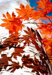 枫叶的叶子， 除了像羽毛，还有别的功效呢