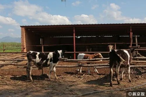 我国奶牛养殖业面临饲料成本上升、疫病频发等困境
