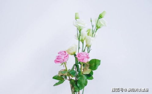 龙眼花语象征喜悦与富贵，寓意生活美满、事业昌盛