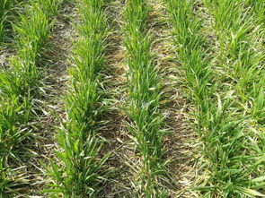 啥是苯磺龙除草剂