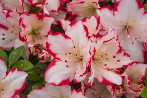 四五月份种什么花嗯？高性价比花草清单与避坑指南推荐！