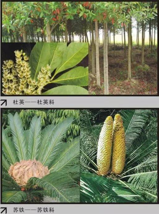 地被植物的大杂烩分类