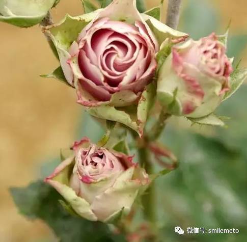 女神的花园， 朱诺月季的种植季节