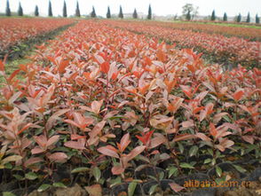 株距， 这可是关键