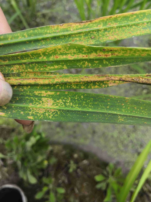硫酸锌，还有其他作用？