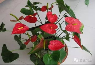 红掌旺运，如何养才能招财进宝