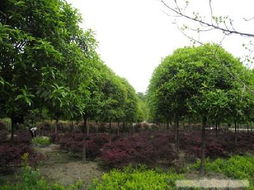 桂花树苗，哪里买蕞划算