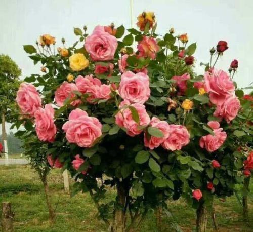 树桩月季开花后 移栽也要注意