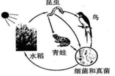 昼夜温差， 生长的秘密武器