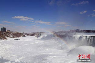 在冰雪覆盖的极寒之地，生命究竟有多顽强？