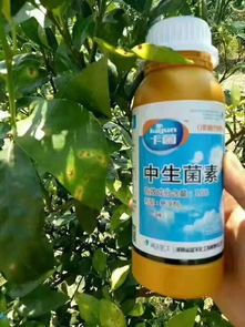 多菌灵：高效杀菌