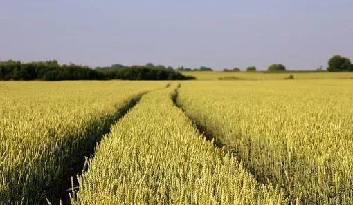 金玉普瑞，除草的好帮手