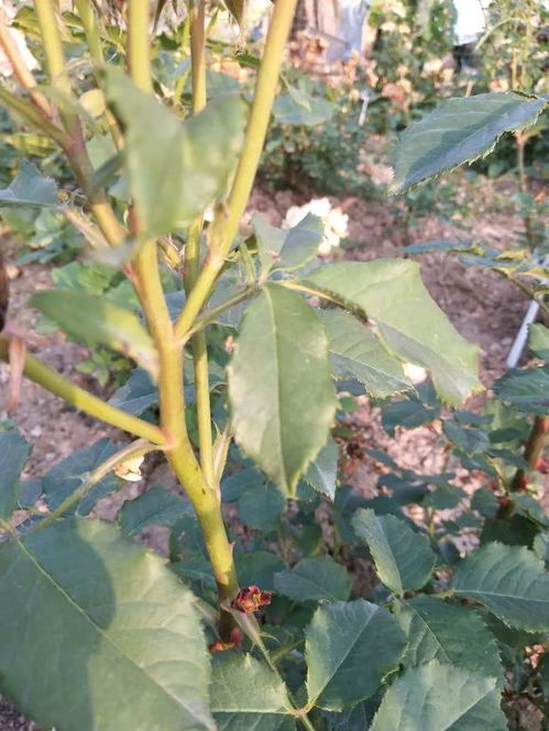 月季花谢了我的修剪手艺咋样？