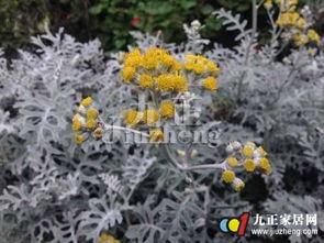 芙蓉花的季节修剪与繁殖心得