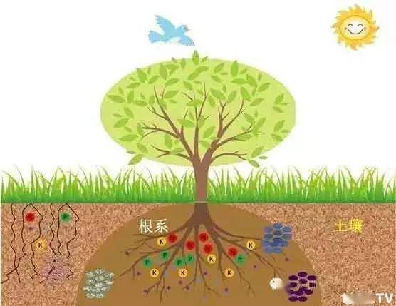 赛葵：耐旱作物