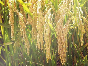 不同场景应对方案