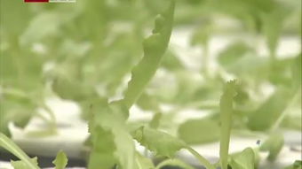 马蔺草：颠覆传统养护模式