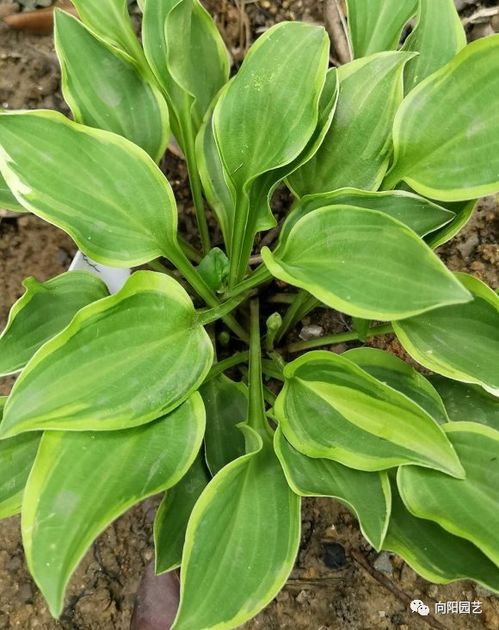 养玉簪花，要注意这些哦