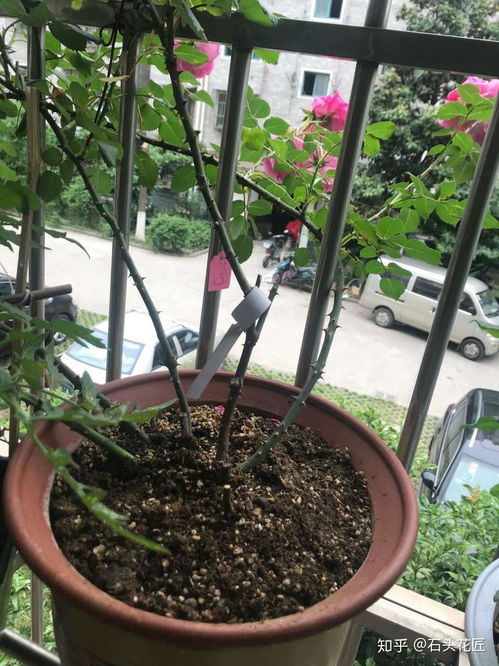 木槿树干开裂怎么回事？是病虫害还是自然老化