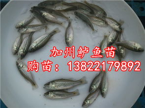 淡水鱼粉饲料制作过程中，如何确保鱼食的营养均衡且无污染？