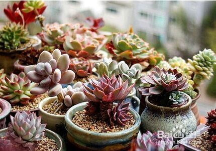 多肉植物如何施肥？施什么肥料最合适