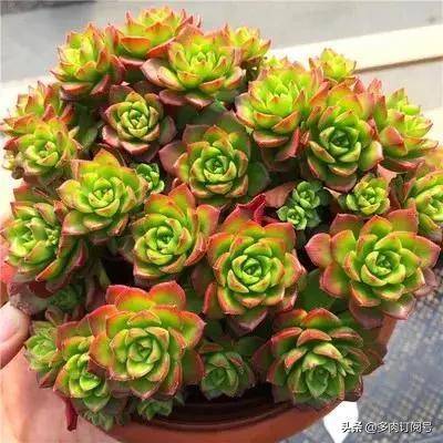 莫奈：夏日三宝之一