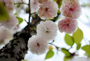 樱花的花语是什么？它代表着什么美好寓意