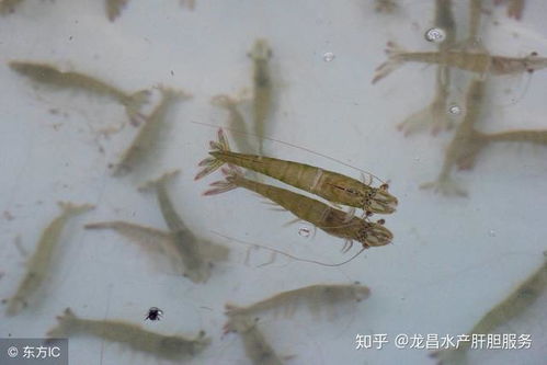 南美白对虾肠炎：危害虾体健康