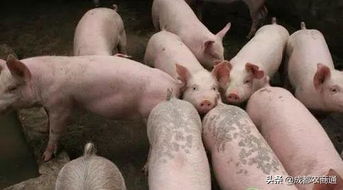 提升养殖效益，优化猪只出栏策略