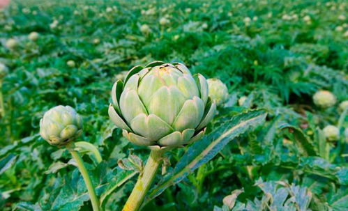 叶牡丹：稀有而珍贵