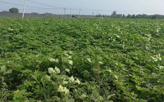 构树种植作为饲料前景广阔，能否真正实现致富？