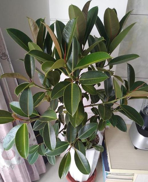 浇水，那是要讲究方法的