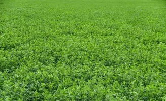 黑麦草：冬季守护神