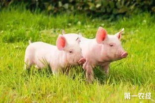 大公猪去势方法及注意事项，有哪些细节需要注意？