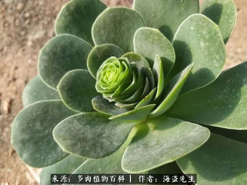 山地玫瑰不开花？养护秘诀是啥