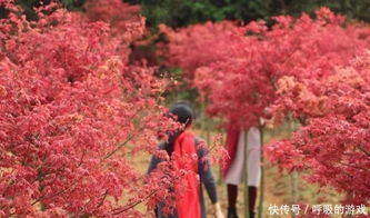 种子种植，步骤多不多？