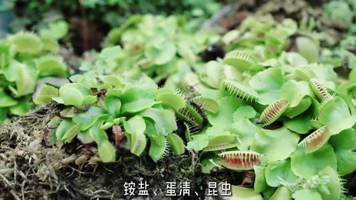 植物为什么这么凶险？