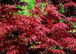 日本红枫发芽，为何如此迅速变绿